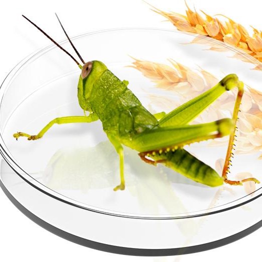 Revolutionary Solutions for Hunger Prevention - English Innovation Site